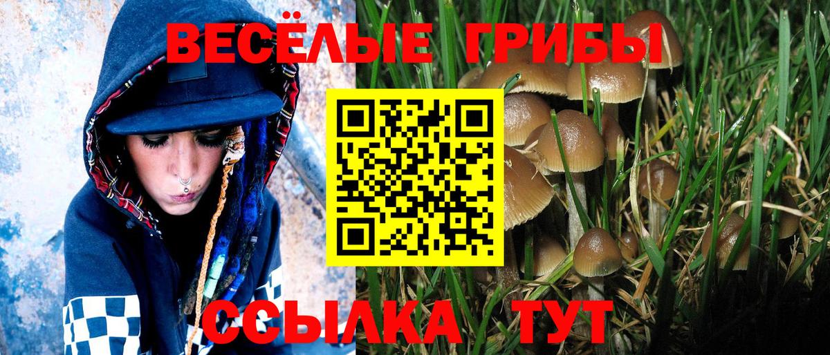 Псилоцибиновые грибы Psilocybine cubensis Дедовск